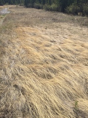Muhlenbergia richardsonis