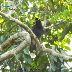 Cyanocorax heilprini