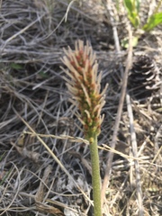 Plantago eriopoda