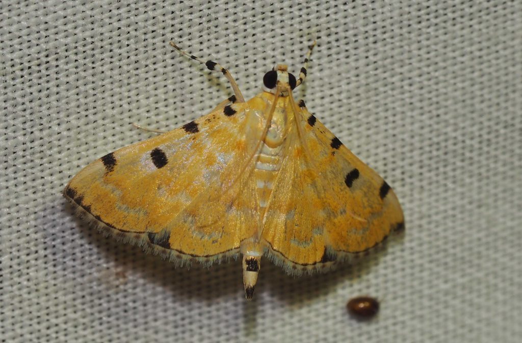 Notarcha polytimeta