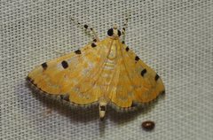 Notarcha polytimeta