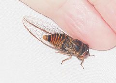 Palapsalta virgulata