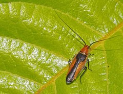 Ellipsidion gemmiculum
