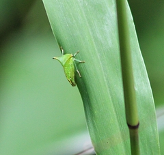 Hadrophallus borealis