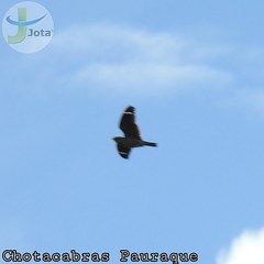 Chordeiles acutipennis