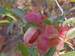 Dodonaea petiolaris