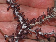 Apiomorpha strombylosa