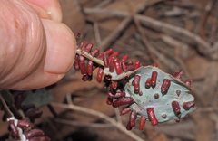 Apiomorpha strombylosa