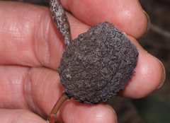 Apiomorpha strombylosa