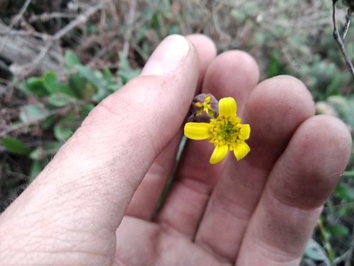 Image of Othonna quercifolia by (c) De Waal Hugo, some rights reserved (CC BY)