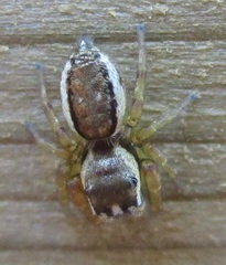 Pelegrina flavipes