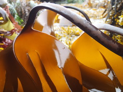 Laminaria setchellii