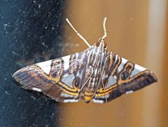 Glyphodes margaritaria