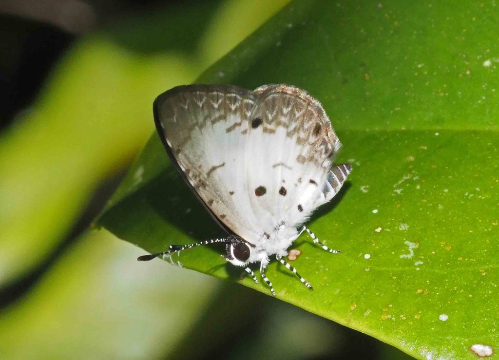 Small Pied Blue