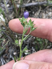 Eriastrum sapphirinum