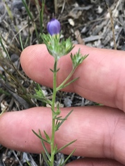 Eriastrum sapphirinum
