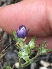 Eriastrum sapphirinum