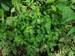 Marshallia trinervia