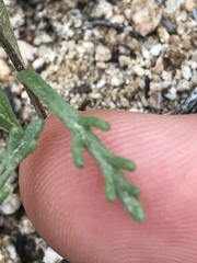 Chaenactis glabriuscula