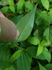 Marshallia trinervia