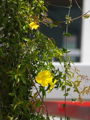 Dolichandra unguis-cati