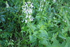 Stachys tenuifolia