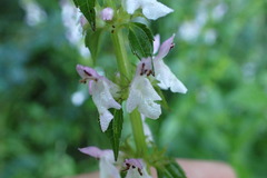 Stachys tenuifolia