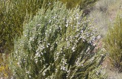 Eremophila dichroantha