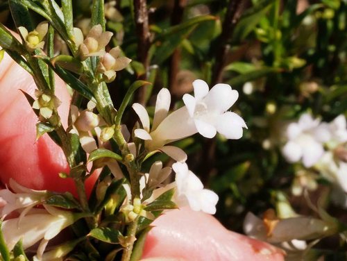 Eremophila dichroantha