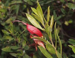 Eremophila decipiens