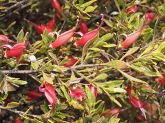 Eremophila decipiens