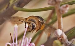 Trichocolletes chrysostomus