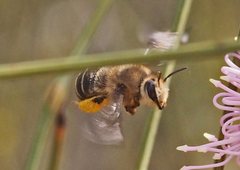 Trichocolletes chrysostomus