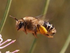 Trichocolletes chrysostomus