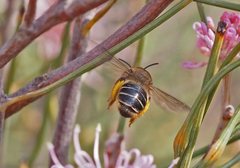 Trichocolletes chrysostomus