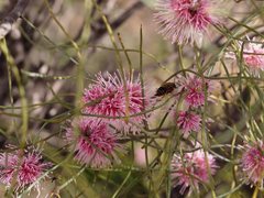 Trichocolletes chrysostomus
