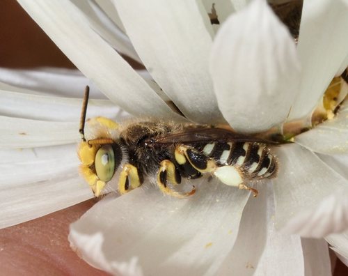Neopasiphae mirabilis