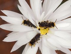 Neopasiphae mirabilis