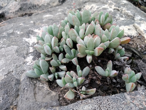 Oscularia paardebergensis (Oscularia paardebergensis)