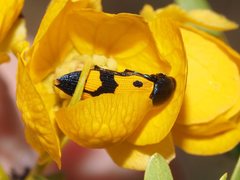 Castiarina atricollis