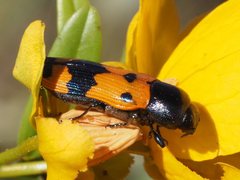 Castiarina atricollis