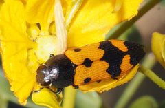 Castiarina atricollis