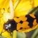 Black-necked Jewel Beetle - Photo (c) Linda Rogan EntSocVic, some rights reserved (CC BY-NC-SA), uploaded by Linda Rogan EntSocVic