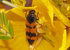 Castiarina atricollis