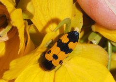 Castiarina atricollis