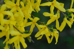 Forsythia × intermedia