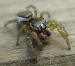 Pelegrina flavipes