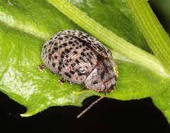 Trachymela pustulosa
