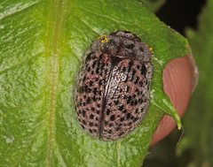 Trachymela pustulosa