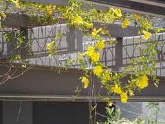 Dolichandra unguis-cati